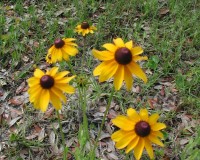black-eyed susan 2.jpg